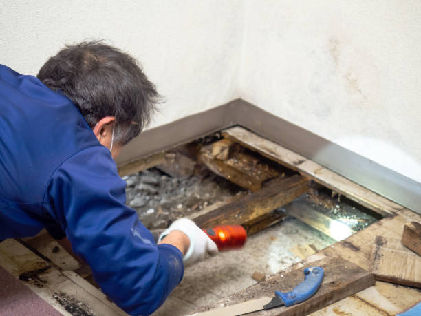 Best Industrial Mold Remediation in Dupont, WA