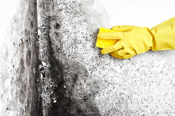 Best Bathroom Mold Remediation in Dupont, WA