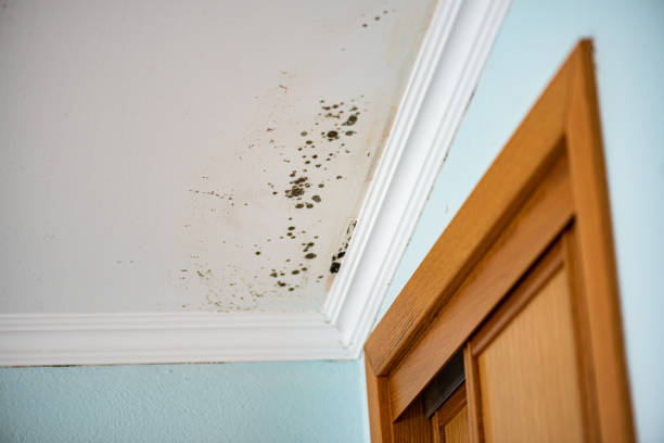 Trusted Dupont, WA Mold Remediation Experts