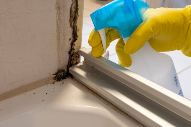 Best Industrial Mold Remediation in Dupont, WA