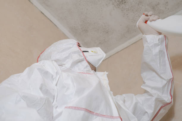 Best DIY Mold Remediation Support Services in Dupont, WA