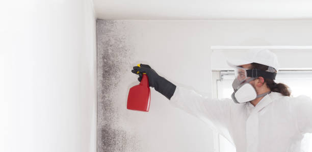 Best Emergency Mold Remediation in Dupont, WA