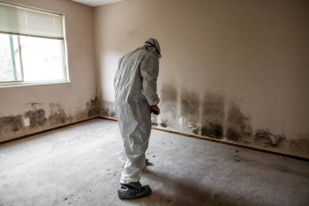 Best Residential Mold Remediation in Dupont, WA