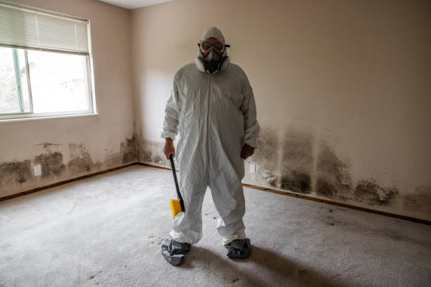 Best Residential Mold Remediation in Dupont, WA